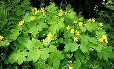Χρήση κονδυλωμάτων Celandine