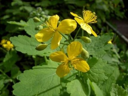 Άνθη γρασίδι Celandine για κονδυλώματα