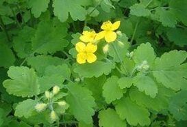 Βότανο Celandine για κονδυλώματα